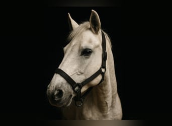 Connemara, Stute, 12 Jahre, 146 cm, Schimmel