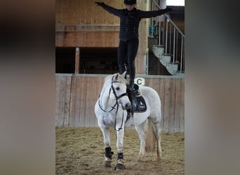 Connemara, Stute, 12 Jahre, 148 cm, Fliegenschimmel