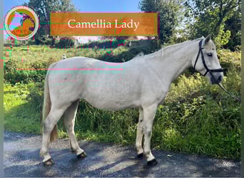 Connemara, Stute, 12 Jahre, 148 cm, Schimmel