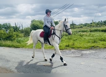 Connemara, Stute, 12 Jahre, 159 cm, Blauschimmel