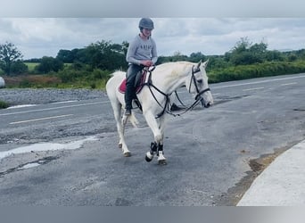 Connemara, Stute, 12 Jahre, 159 cm, Blauschimmel