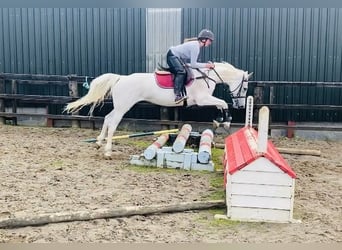 Connemara, Stute, 12 Jahre, 159 cm, Blauschimmel