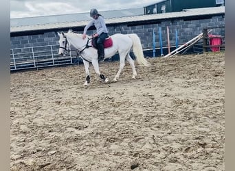 Connemara, Stute, 12 Jahre, 159 cm, Blauschimmel