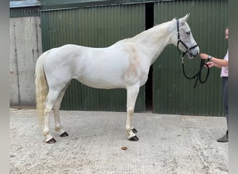 Connemara, Stute, 12 Jahre, 159 cm, Blauschimmel