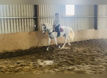 Connemara, Stute, 12 Jahre, 159 cm, Blauschimmel