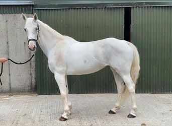 Connemara, Stute, 12 Jahre, 159 cm, Blauschimmel