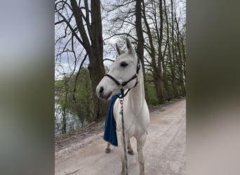 Connemara, Stute, 13 Jahre, 148 cm, Schimmel