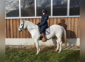 Connemara, Stute, 13 Jahre, 148 cm, Schimmel
