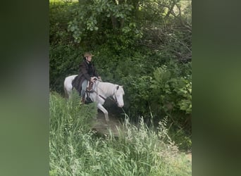 Connemara Mix, Stute, 13 Jahre, 148 cm, White