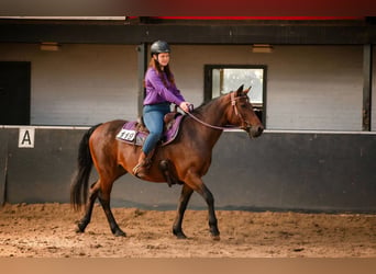 Connemara Mix, Stute, 13 Jahre, 151 cm, Brauner