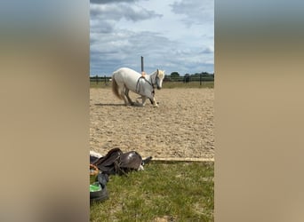 Connemara, Stute, 14 Jahre, 134 cm, Schimmel