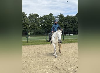Connemara Mix, Stute, 14 Jahre, 135 cm, Schimmel