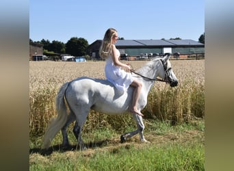 Connemara Mix, Stute, 14 Jahre, 135 cm, Schimmel