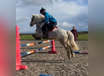 Connemara, Stute, 14 Jahre, 137 cm, Schimmel