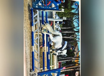 Connemara, Stute, 14 Jahre, 141 cm, Schimmel