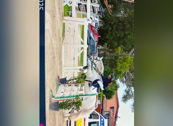 Connemara, Stute, 14 Jahre, 141 cm, Schimmel