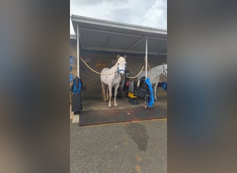 Connemara, Stute, 14 Jahre, 142 cm, Schimmel