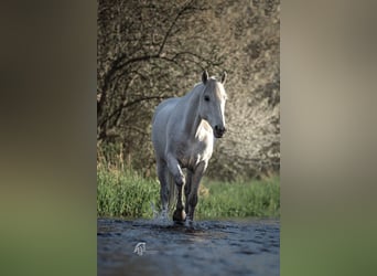 Connemara, Stute, 14 Jahre, 144 cm, Schimmel