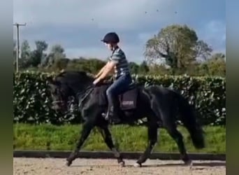 Connemara, Stute, 14 Jahre, 147 cm, Rotbrauner