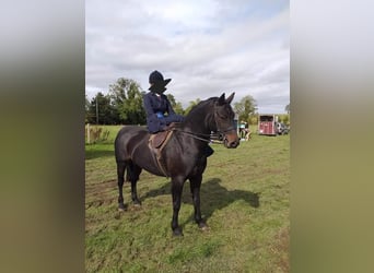 Connemara, Stute, 14 Jahre, 147 cm, Rotbrauner