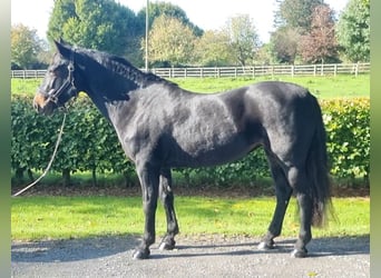 Connemara, Stute, 14 Jahre, 147 cm, Rotbrauner