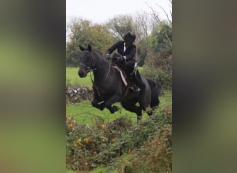Connemara, Stute, 14 Jahre, 147 cm, Rotbrauner