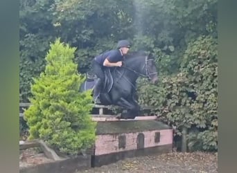 Connemara, Stute, 14 Jahre, 147 cm, Rotbrauner