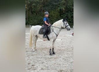 Connemara, Stute, 14 Jahre, 148 cm, Fliegenschimmel