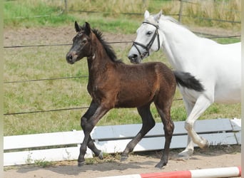 Connemara, Stute, 14 Jahre, 148 cm, Fliegenschimmel