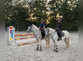 Connemara, Stute, 14 Jahre, 148 cm, Fliegenschimmel