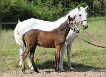 Connemara, Stute, 14 Jahre, 148 cm, Fliegenschimmel