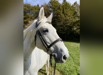 Connemara, Stute, 14 Jahre, 148 cm, Fliegenschimmel
