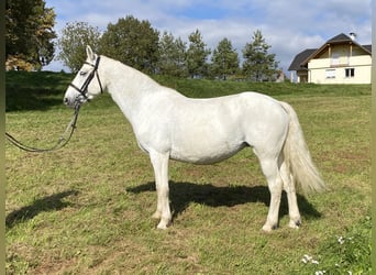 Connemara, Stute, 14 Jahre, 148 cm, Fliegenschimmel