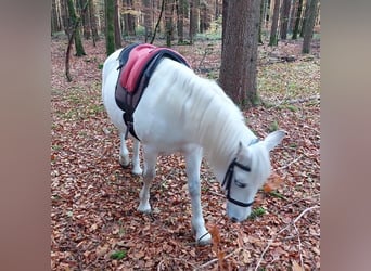 Connemara, Stute, 14 Jahre, 148 cm, Schimmel