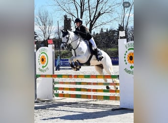 Connemara, Stute, 14 Jahre, 148 cm, Schimmel