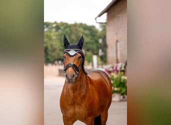 Connemara, Stute, 14 Jahre, 153 cm, Brauner