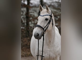 Connemara, Stute, 14 Jahre, 155 cm, Schimmel
