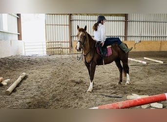 Connemara, Stute, 15 Jahre, 148 cm, Dunkelfuchs