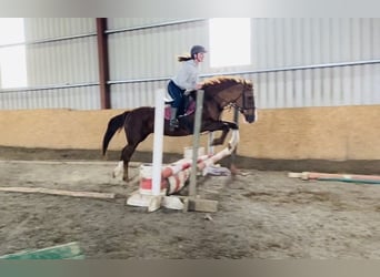 Connemara, Stute, 15 Jahre, 148 cm, Dunkelfuchs