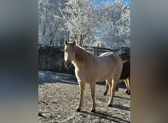 Connemara, Stute, 15 Jahre, 148 cm