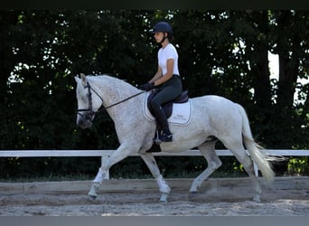 Connemara, Stute, 15 Jahre, 148 cm, Schimmel