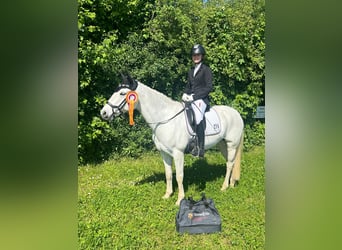 Connemara, Stute, 15 Jahre, 148 cm, Schimmel