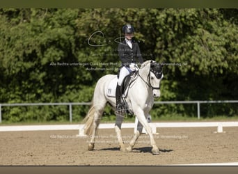 Connemara, Stute, 15 Jahre, 148 cm, Schimmel