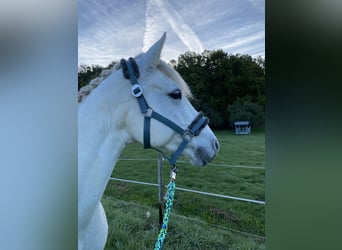 Connemara, Stute, 15 Jahre, 148 cm, Schimmel