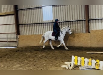 Connemara, Stute, 15 Jahre, 148 cm, Schimmel