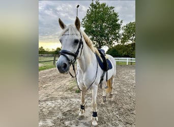 Connemara, Stute, 15 Jahre, 148 cm, Schimmel