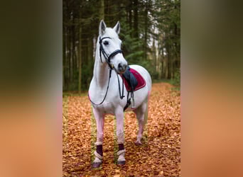 Connemara, Stute, 15 Jahre, 149 cm, Schimmel