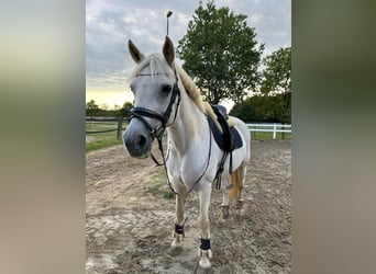 Connemara, Stute, 15 Jahre, 152 cm, Schimmel