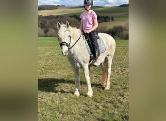 Connemara Mix, Stute, 15 Jahre, 154 cm, Schimmel