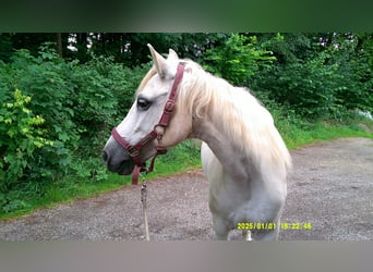 Connemara, Stute, 16 Jahre, 143 cm, Schimmel